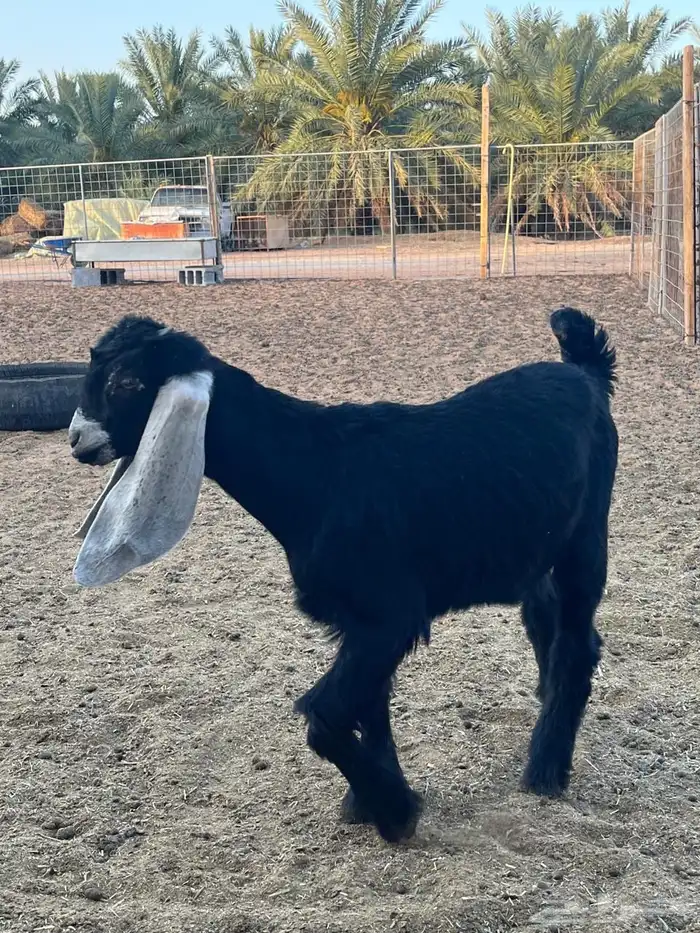 عنز متبع بتوم ( تم البيع ) 2