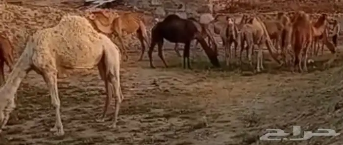 نياق لقح للبيع 2