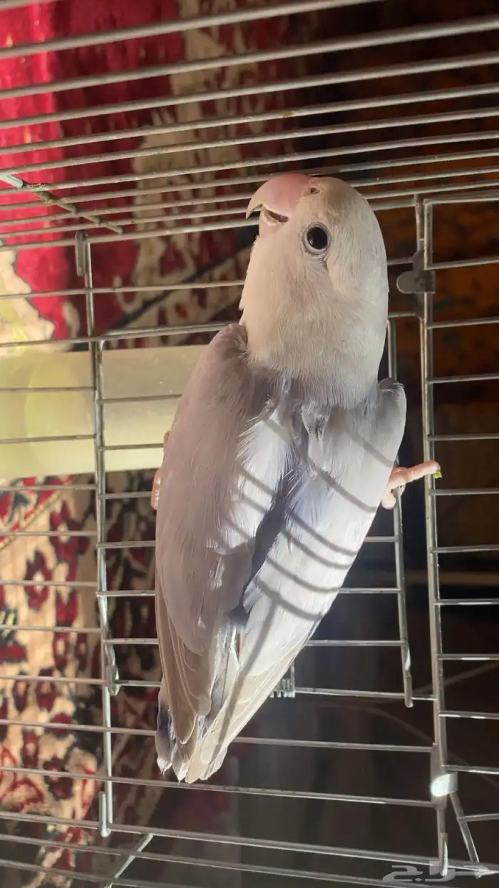 طير وفرخ روز 1