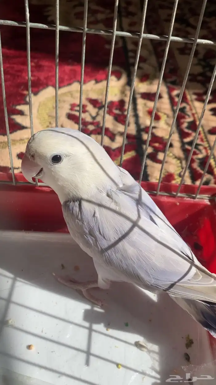 طير وفرخ روز 0