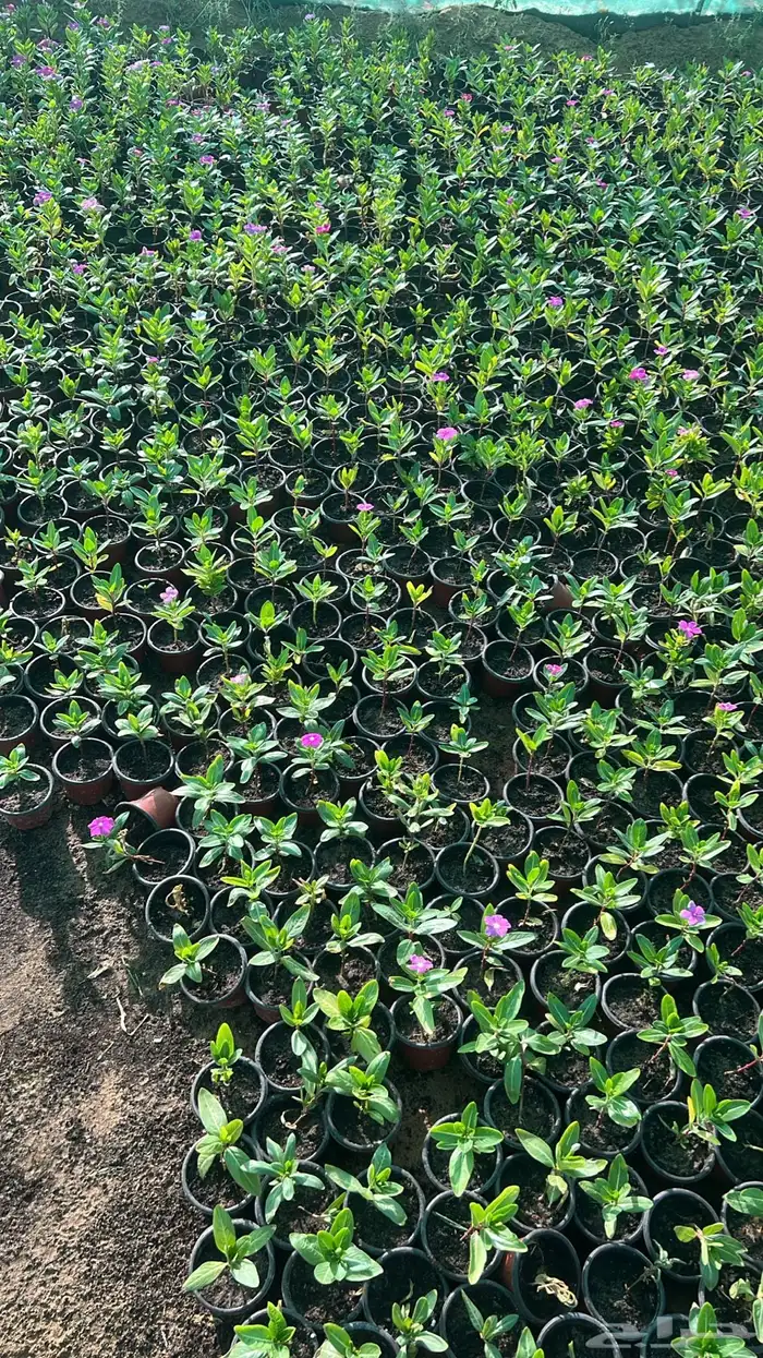 عرض اشجار وشتلات 3