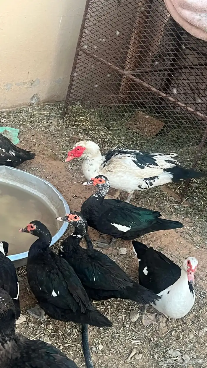 بط مصري(بح) تم البيع 1