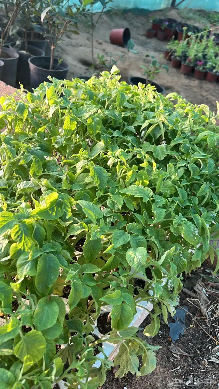 عرض اشجار وشتلات 2