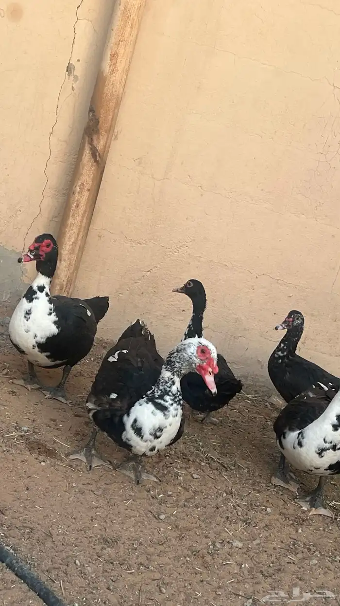 بط مصري(بح) تم البيع 3