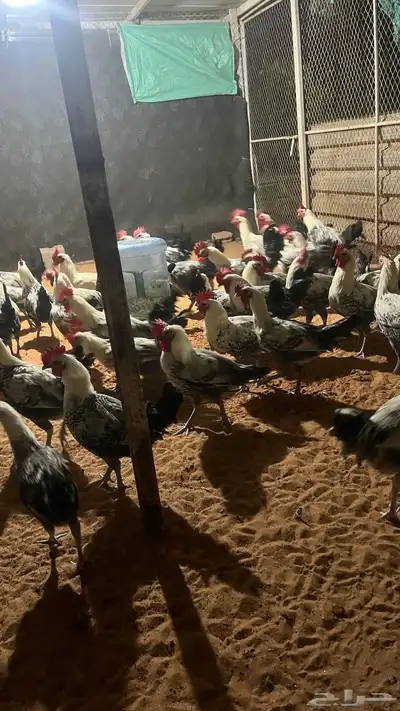 ديكة فيومي سوبر جامبو تم البيع 3