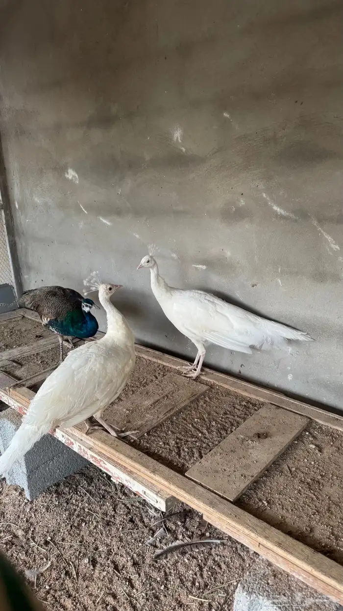 فرخين طاووس ابيض 2
