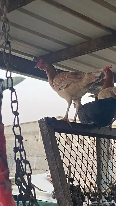تم البيع 1