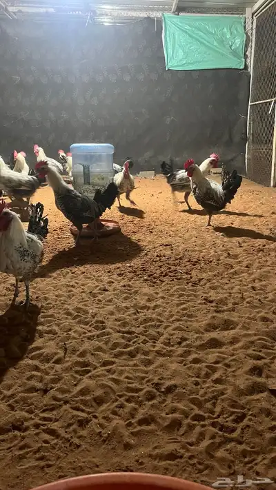 ديكة فيومي سوبر جامبو تم البيع 0