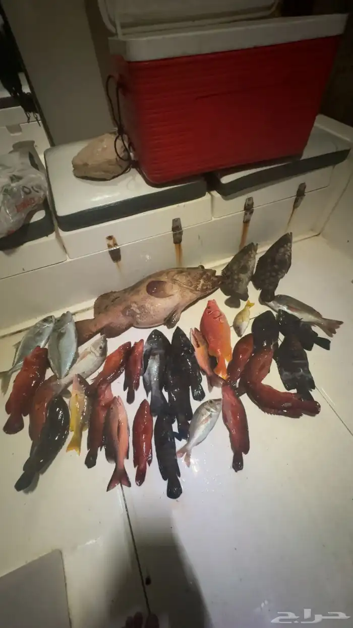 رحلة بحرية 0
