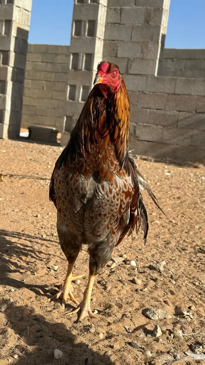طقم يوكو 0