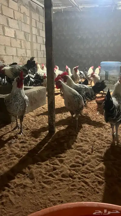 ديكة فيومي سوبر جامبو تم البيع 2