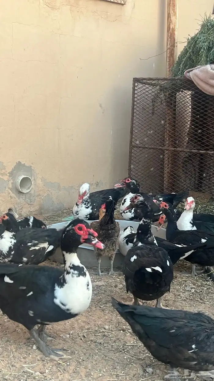 بط مصري(بح) تم البيع 6