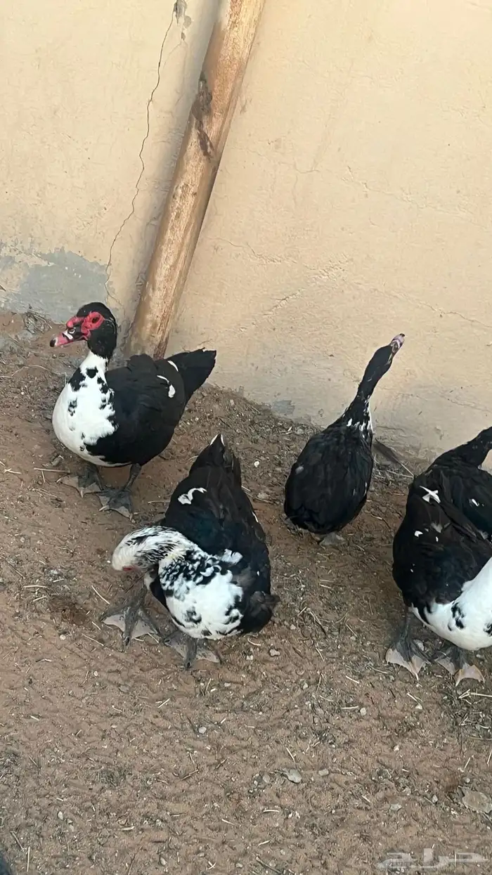 بط مصري(بح) تم البيع 2