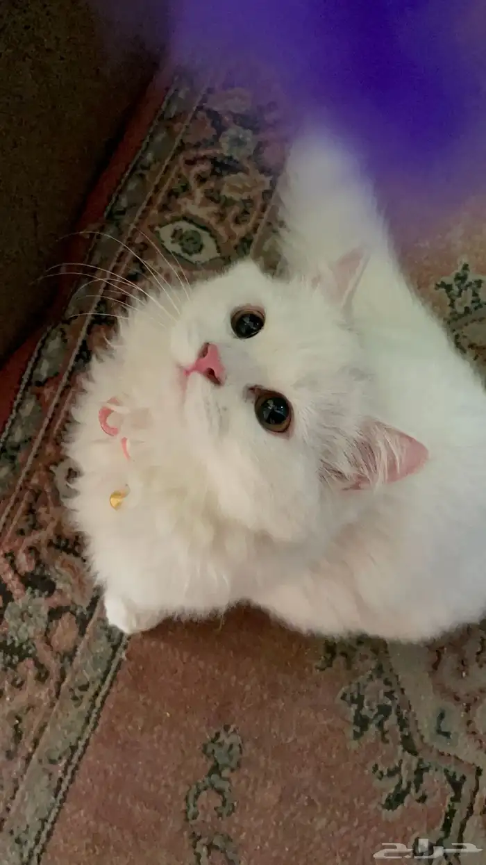قطه للتزاوج 5
