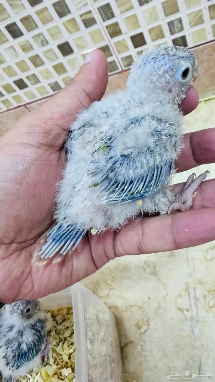 فرخ كنيور أناناس رد فاكتور رد فيس 0