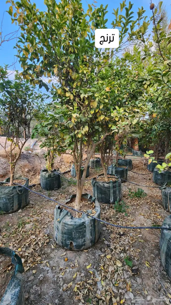 اشجار حمضيات كبيرة ليمون ترنج برتقال يوسفندي حمضيات للبيع 1
