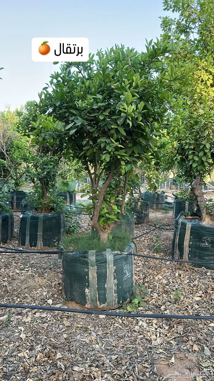 اشجار حمضيات كبيرة ليمون ترنج برتقال يوسفندي حمضيات للبيع 7