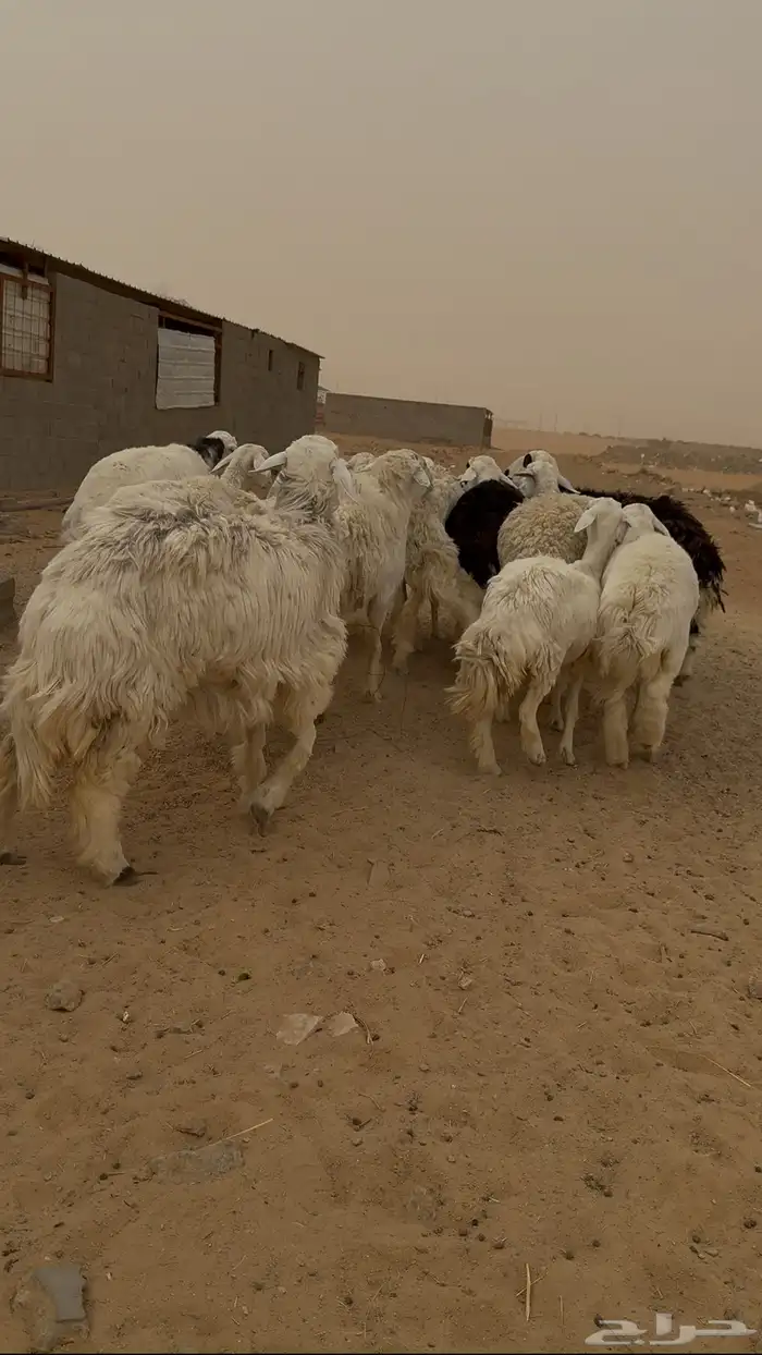 غنم حريات دفيع وحصيب ( تم البيع ) 1