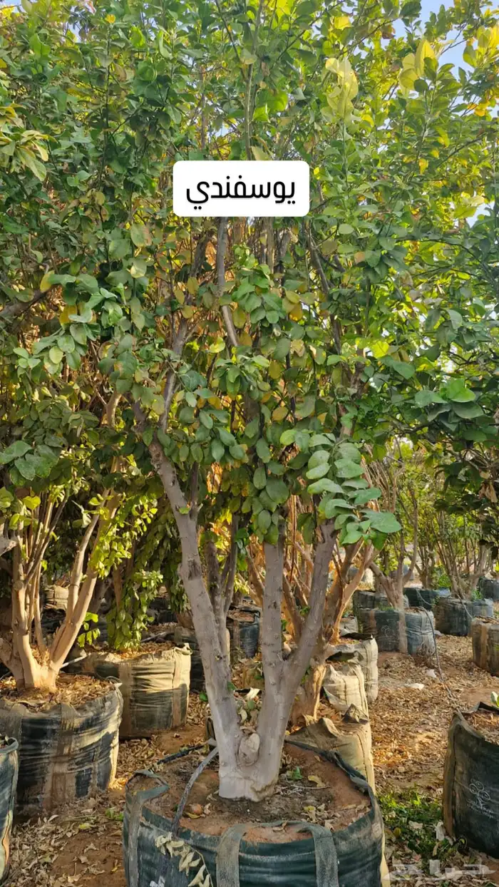 اشجار حمضيات كبيرة ليمون ترنج برتقال يوسفندي حمضيات للبيع 4