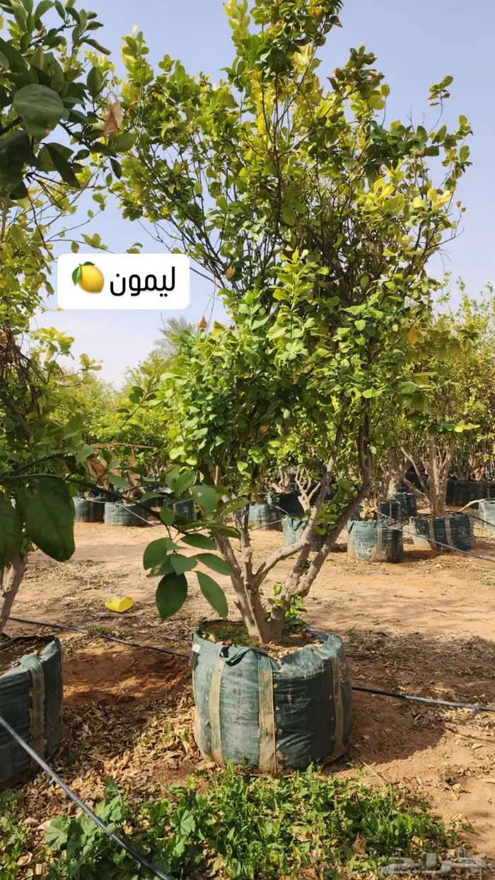 اشجار حمضيات كبيرة ليمون ترنج برتقال يوسفندي حمضيات للبيع 5