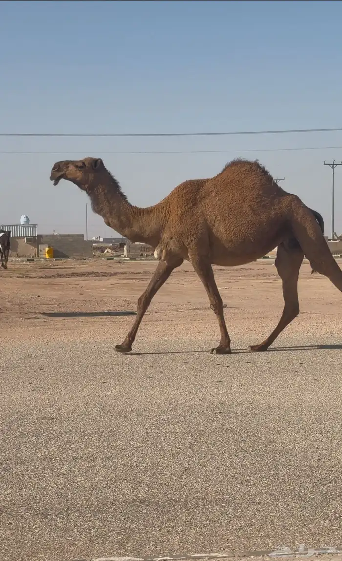 صفراء كفو للبيع ( تم البيع ) 2