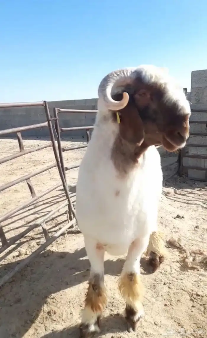 جذع فحل غنم نعيم صنف نعيمي 4