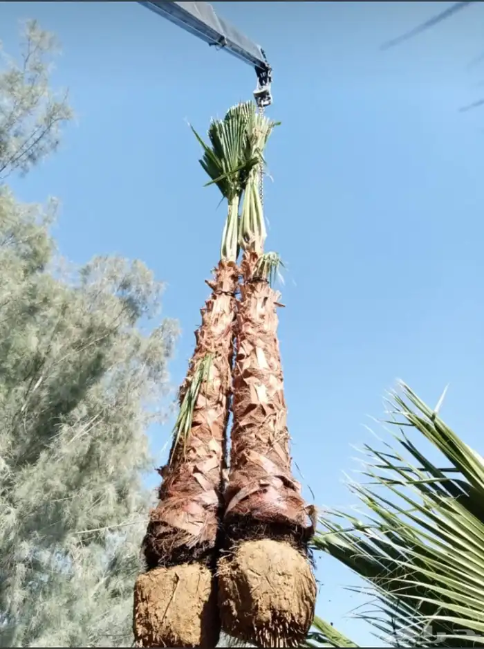 نخل واشنطن زينة أمريكي مقاسات واشكال مختلفة 7