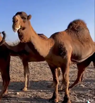 جمل حمر 0