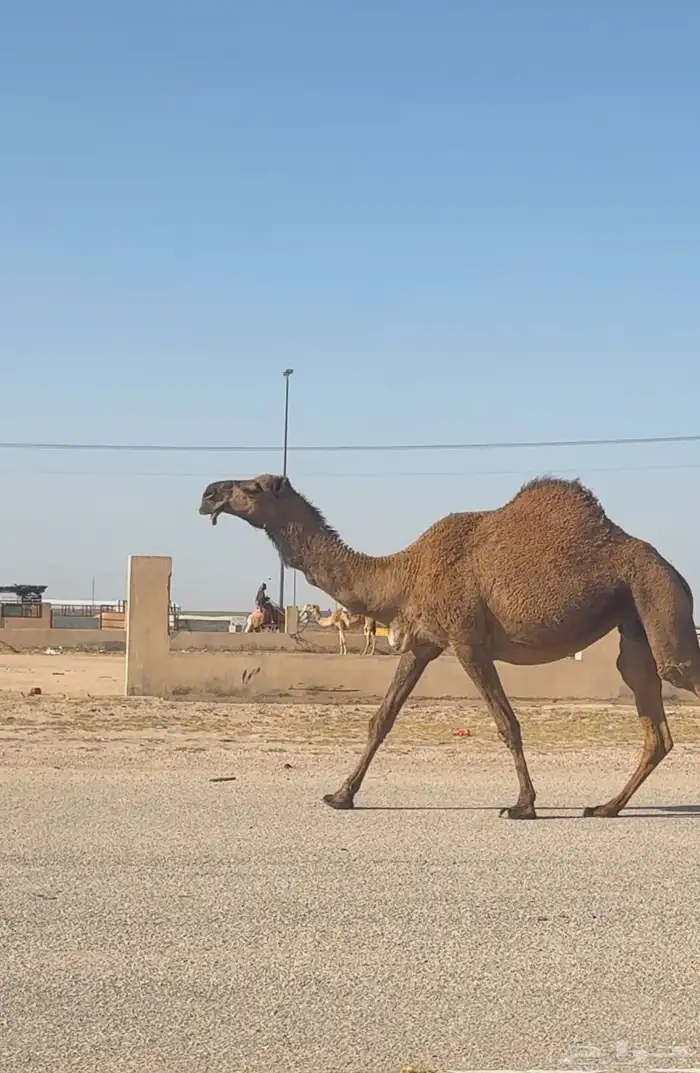 صفراء كفو للبيع ( تم البيع ) 0