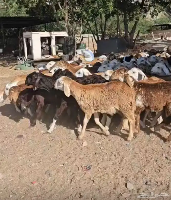 طليان سواكن 1