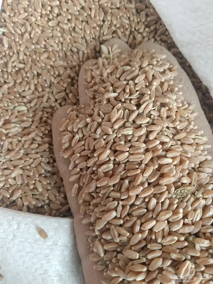 قمح عدد 20طن ونص معبأه أكياس جاهزه على التحميل 1