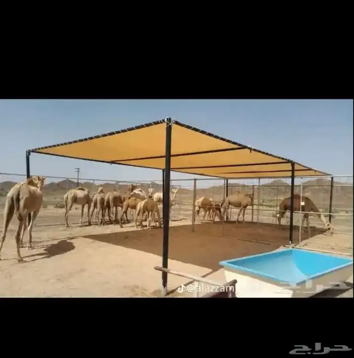 مضلات ابل 7