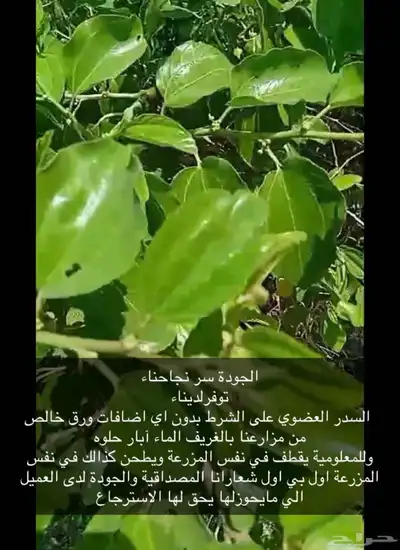 سدر عضوي 1