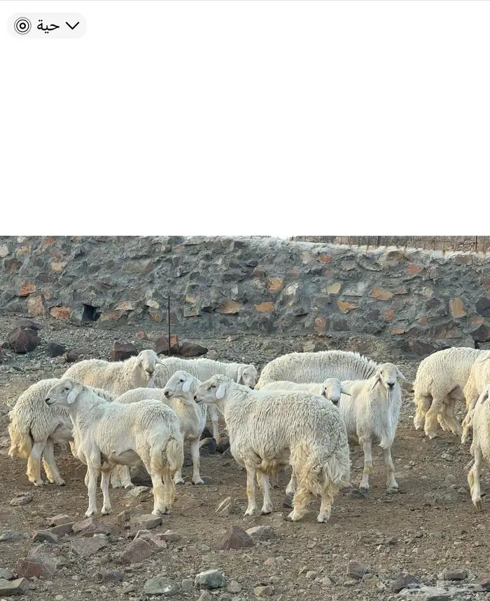 للبيع طليان حرية جبرة ناهية تم البيع خارج الموقع 8