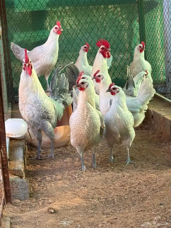 صوص فيومي ألمنيوم عمر شهر ( الامهات للعرض فقط ) 0