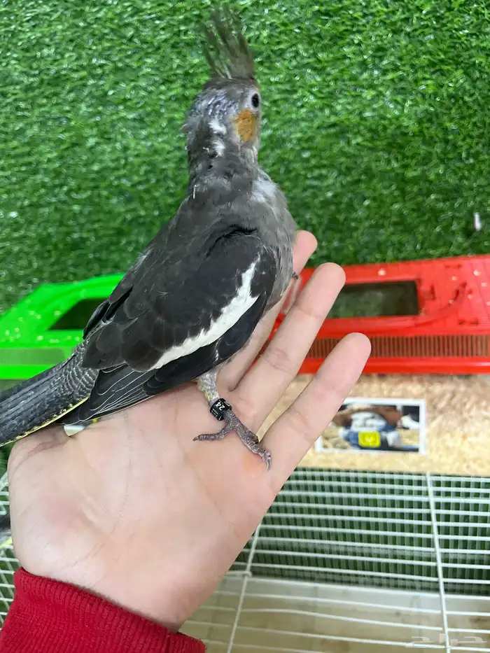 فروخ كروان هدد نهاية غر 4