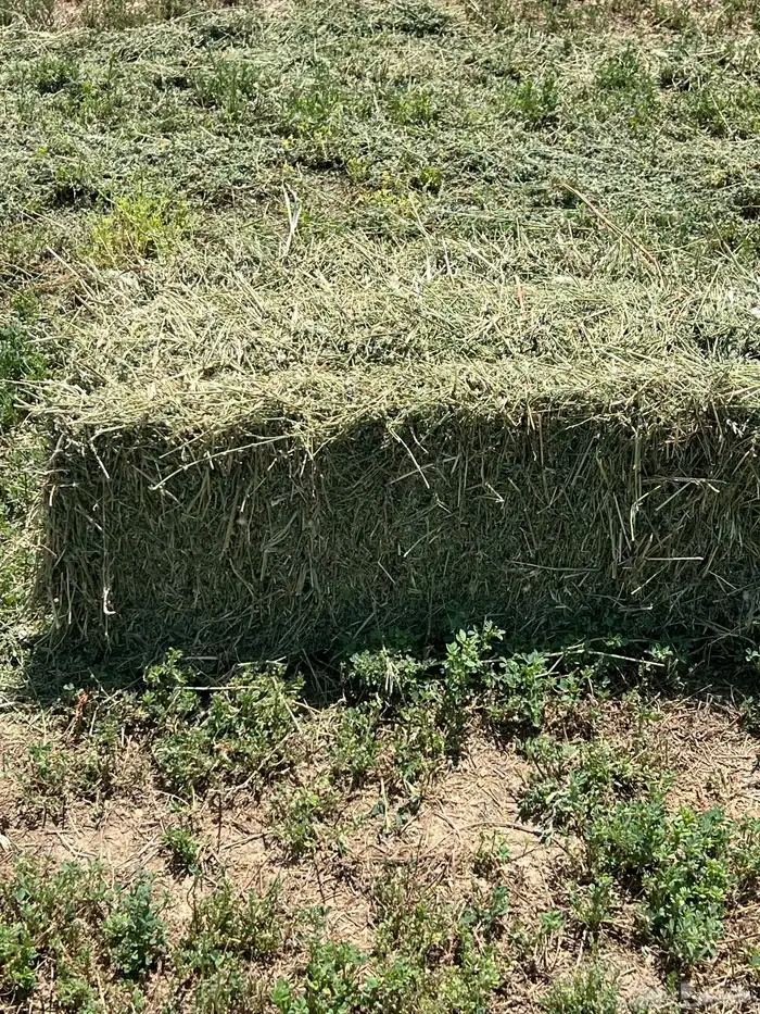 القصيم المذنب 0