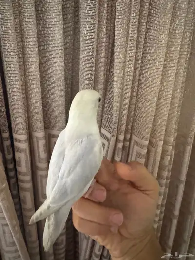 روز الليف تم البيع 3