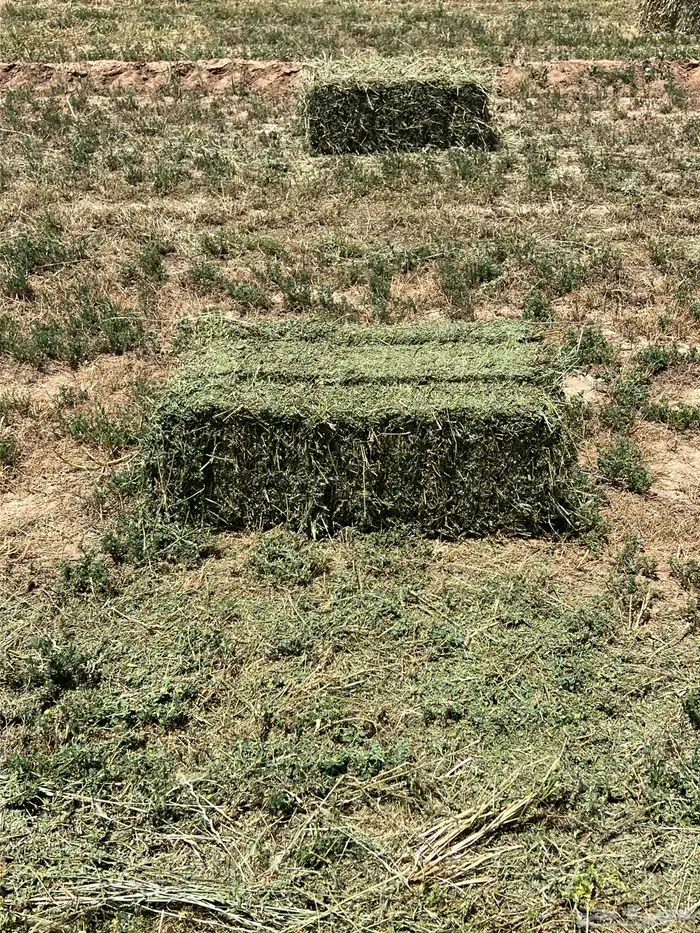 القصيم المذنب 6
