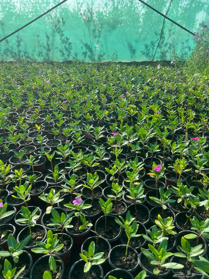 عرض اشجار وشتلات 7