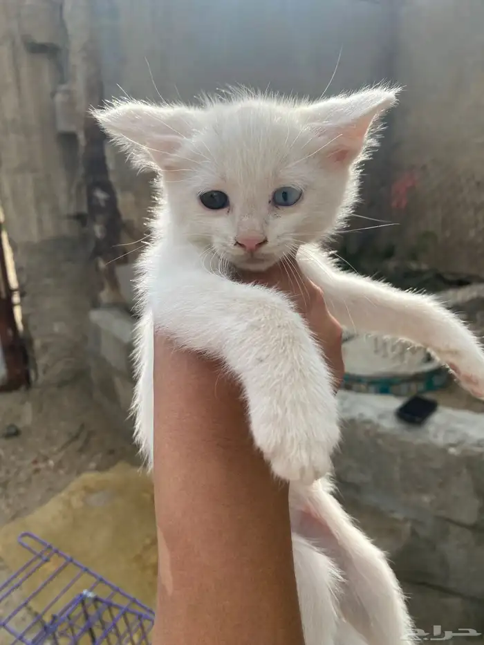 بساس ودك تخذها كله ول نخذ وحده ولا ثنتين ايشي 4