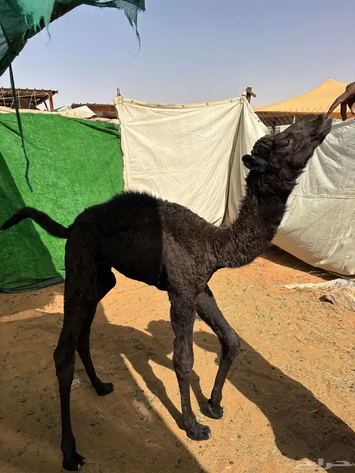 حوار ضيار او تربية 2