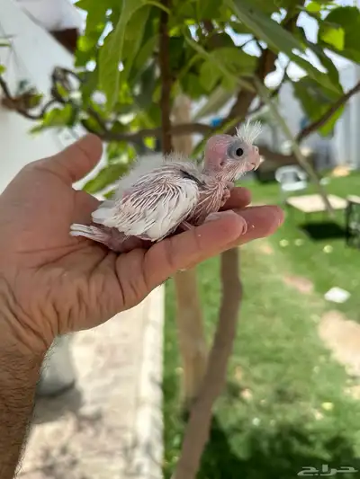 فروخ كروان 4 حبات كل حبه لها تصنيف لمحبين الهدد 0