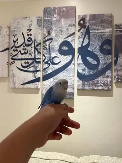 روز هدد داخلي اليف 4