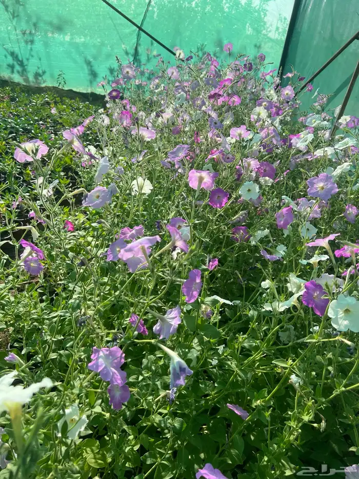 عرض اشجار وشتلات 4