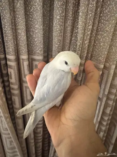 روز الليف تم البيع 1