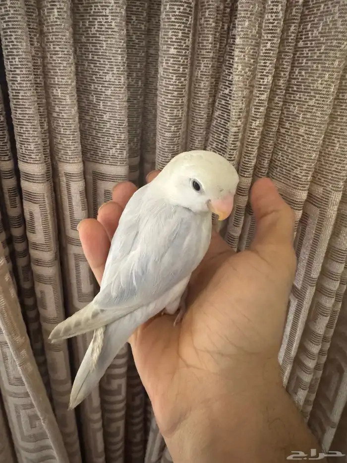 روز الليف تم البيع 1