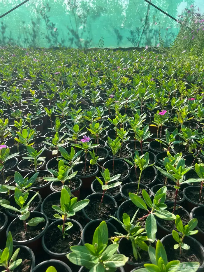 عرض اشجار وشتلات 8