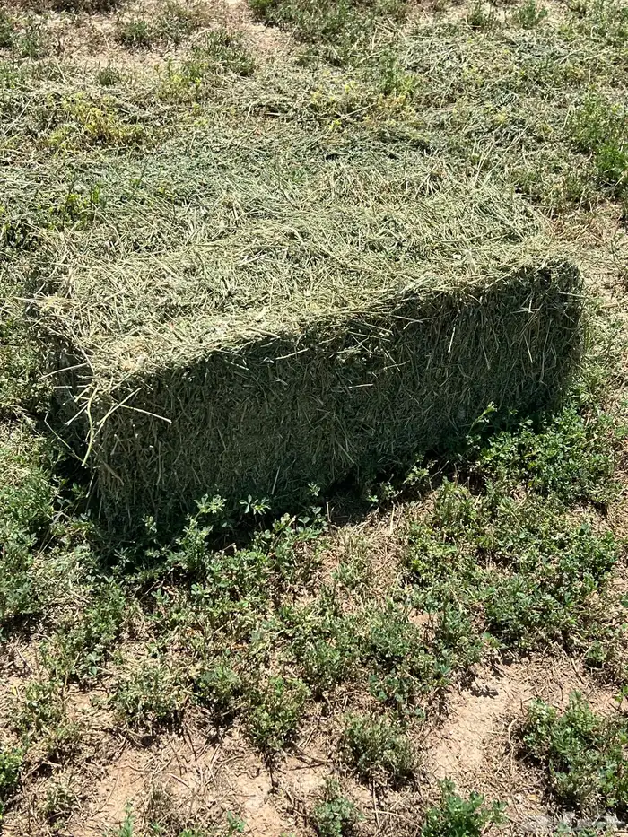 القصيم المذنب 4