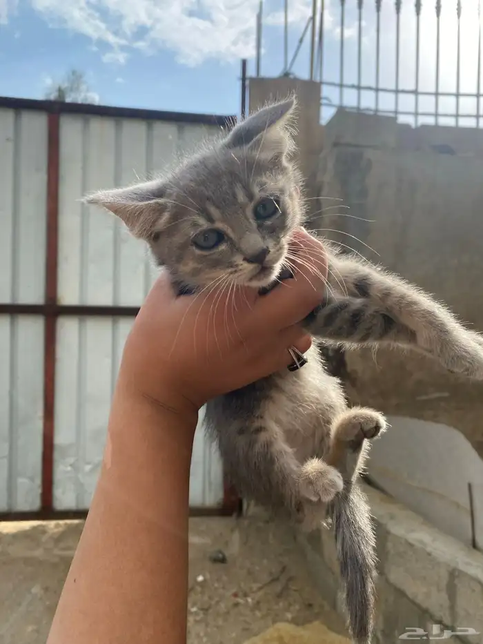 بساس ودك تخذها كله ول نخذ وحده ولا ثنتين ايشي 9